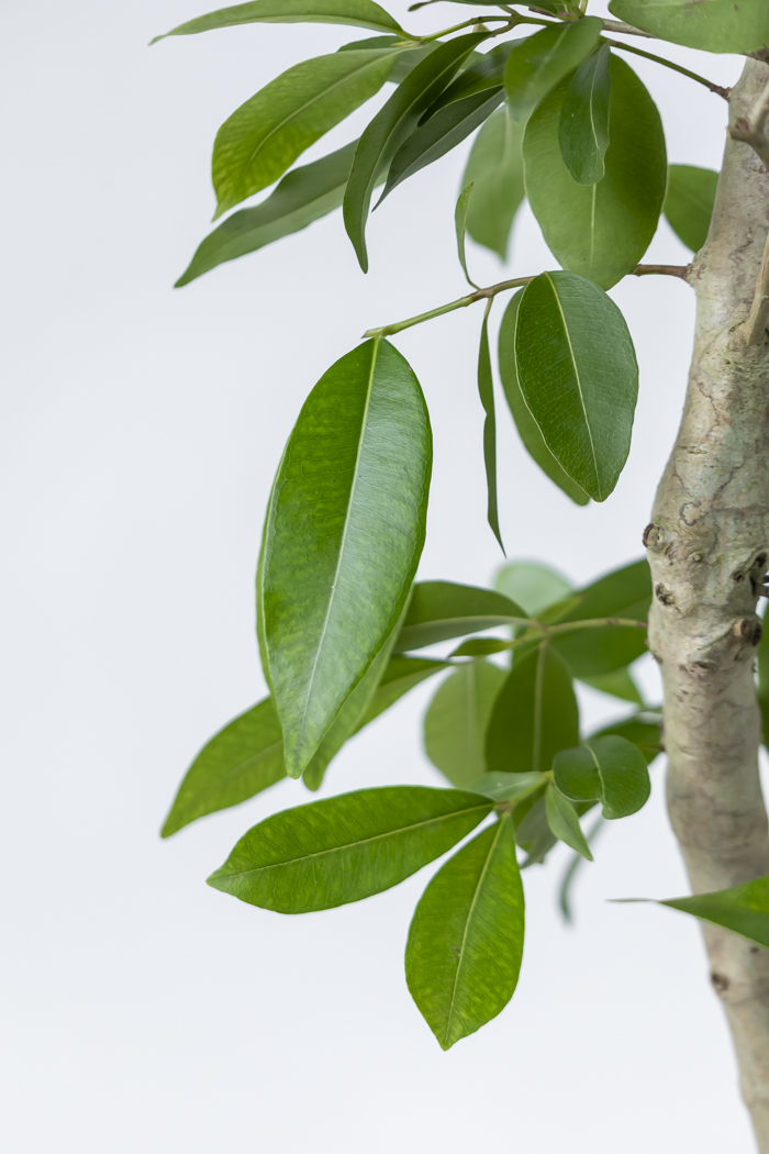 観葉植物 アマゾンオリーブ 一点もの (C)（10号鉢）の写真9枚目