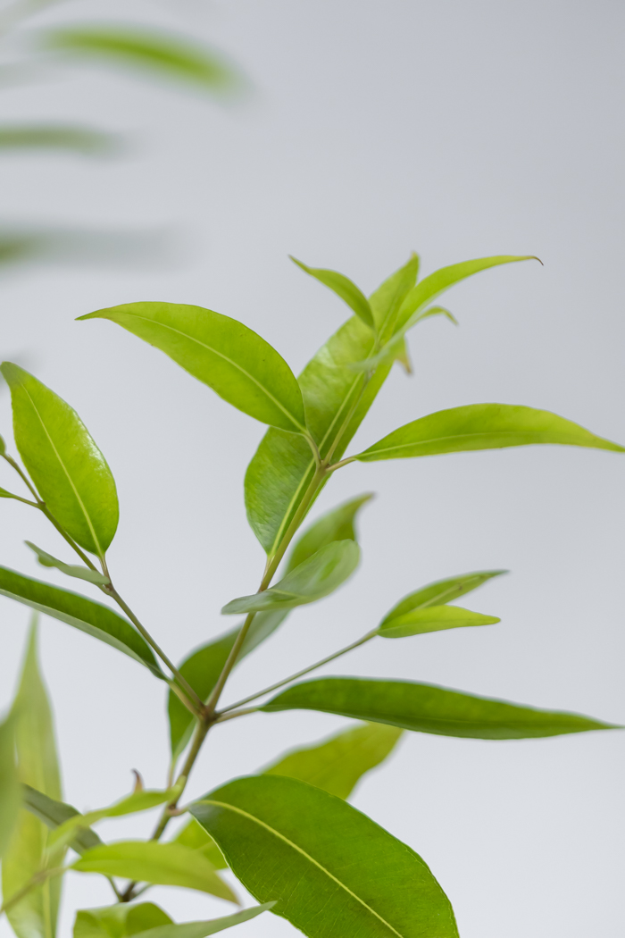 観葉植物 アマゾンオリーブ 一点もの (C)（10号鉢）の写真10枚目