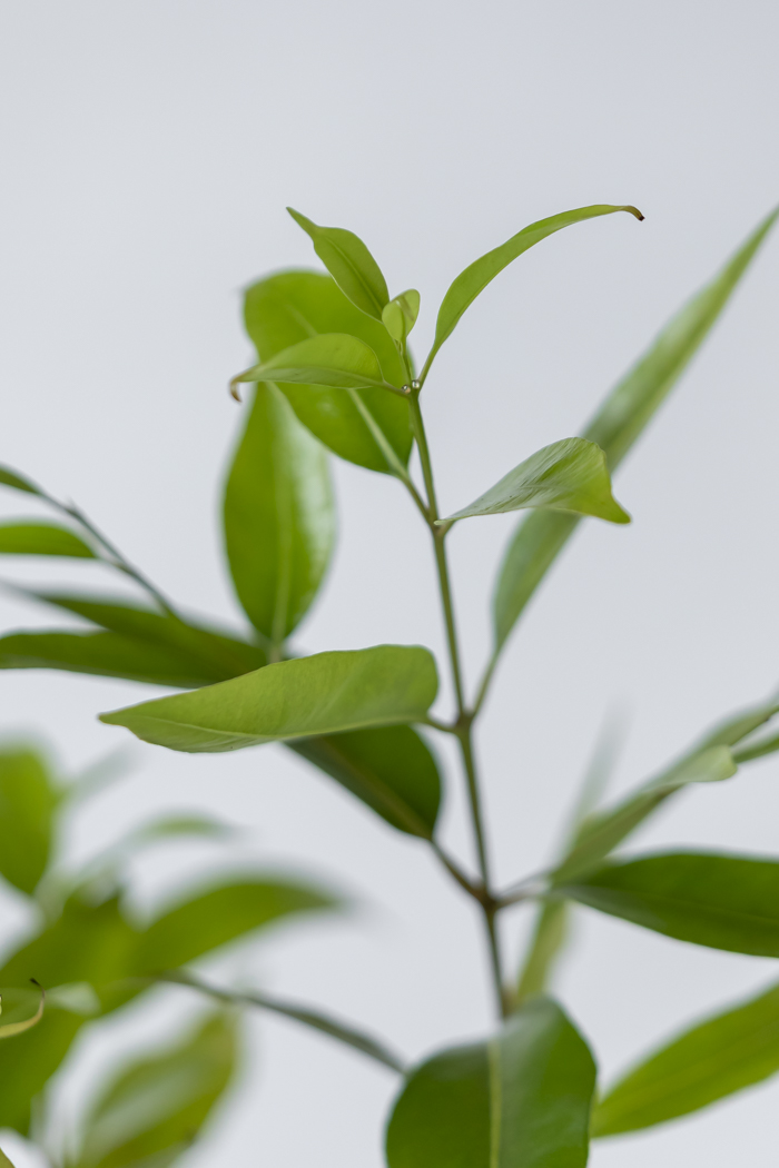 観葉植物 アマゾンオリーブ 一点もの (C)（10号鉢）の写真12枚目