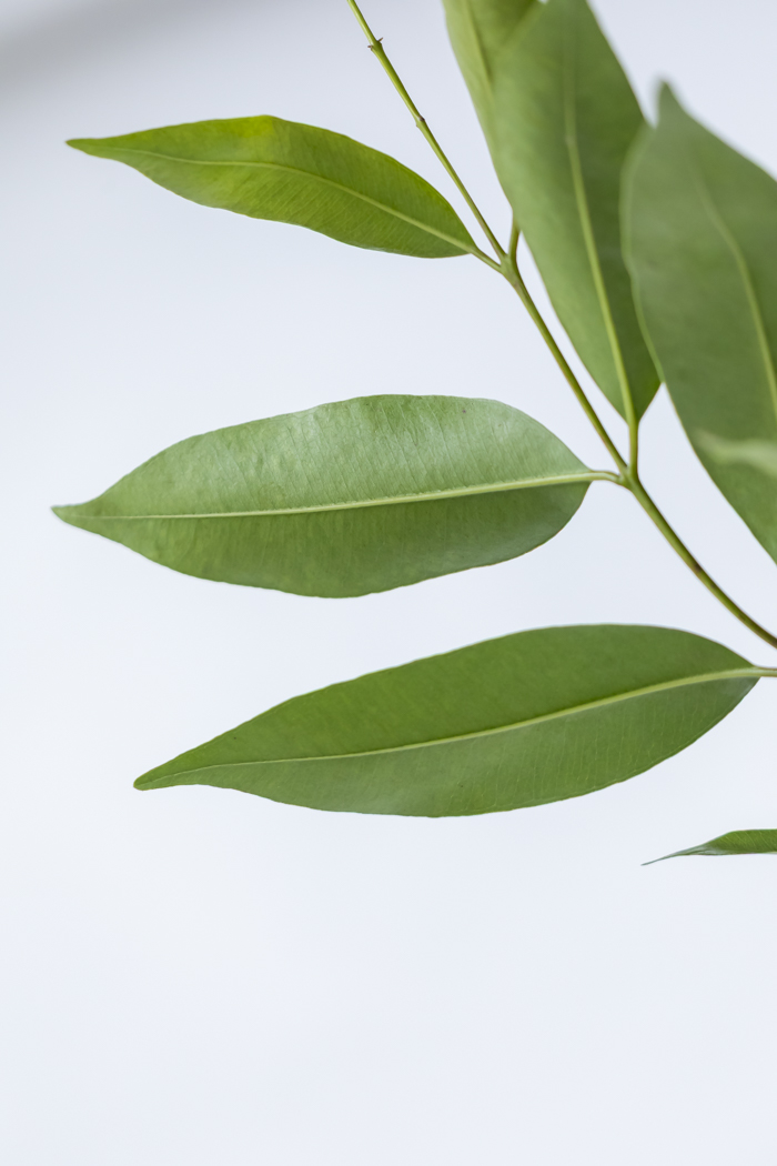 観葉植物 アマゾンオリーブ 一点もの (C)（10号鉢）の写真13枚目