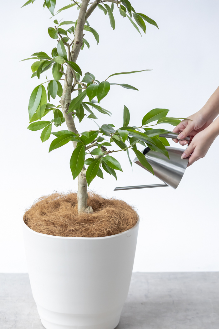 観葉植物 アマゾンオリーブ 一点もの (C)（10号鉢）の写真15枚目