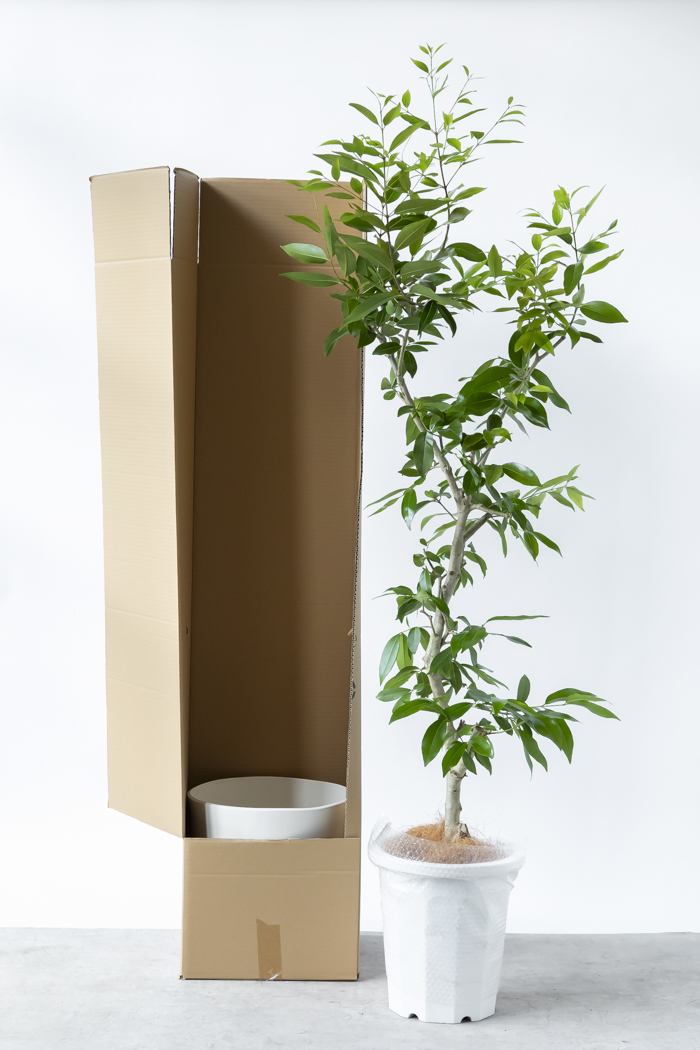 観葉植物 アマゾンオリーブ 一点もの (C)（10号鉢）の写真16枚目