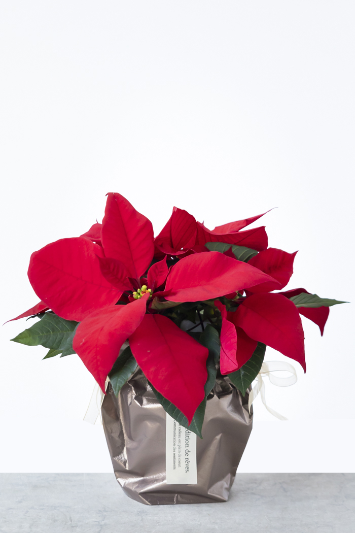 クリスマス限定商品 観葉植物 ポインセチア（4号鉢）