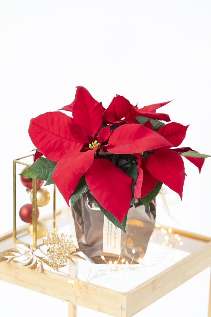 クリスマス限定商品 観葉植物 ポインセチア（4号鉢）