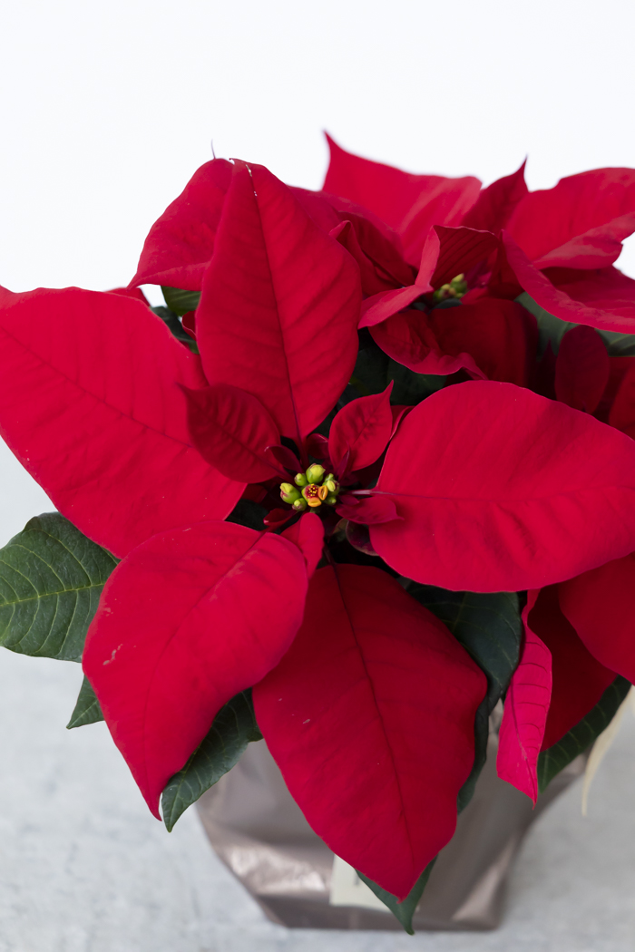 クリスマス限定商品 観葉植物 ポインセチア（4号鉢）の写真3枚目