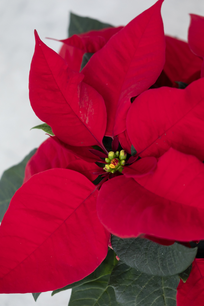 クリスマス限定商品 観葉植物 ポインセチア（4号鉢）の写真4枚目