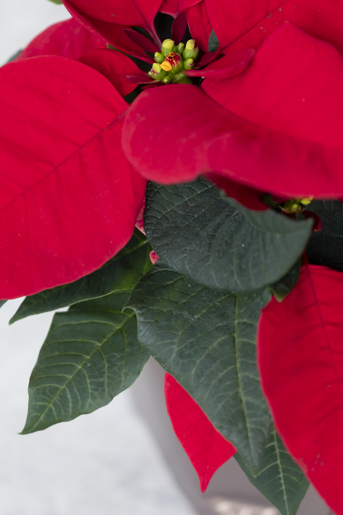 クリスマス限定商品 観葉植物 ポインセチア（4号鉢）の写真5枚目