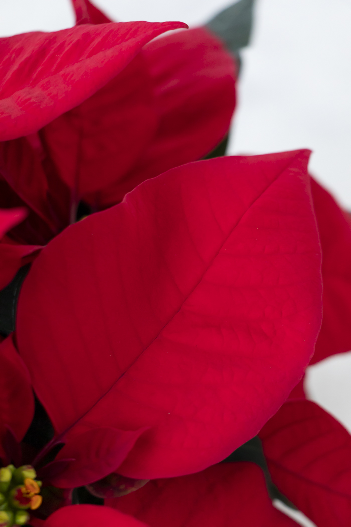 クリスマス限定商品 観葉植物 ポインセチア（4号鉢）の写真6枚目