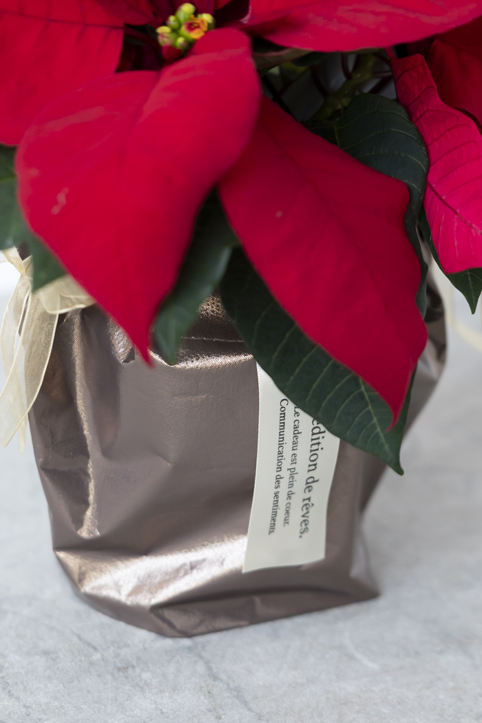クリスマス限定商品 観葉植物 ポインセチア（4号鉢）の写真7枚目