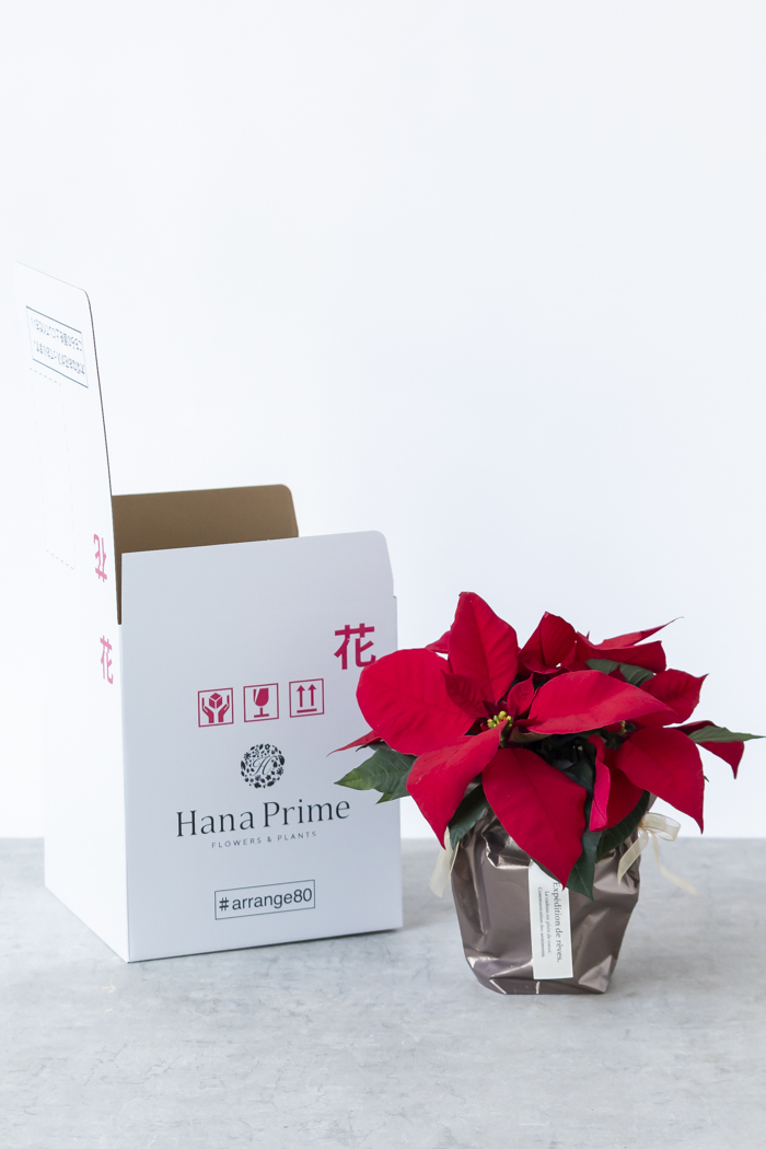 クリスマス限定商品 観葉植物 ポインセチア（4号鉢）の写真8枚目