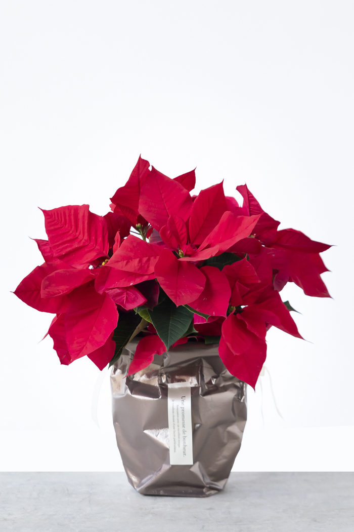 クリスマス限定商品 観葉植物 ポインセチア（5号鉢）の写真1枚目