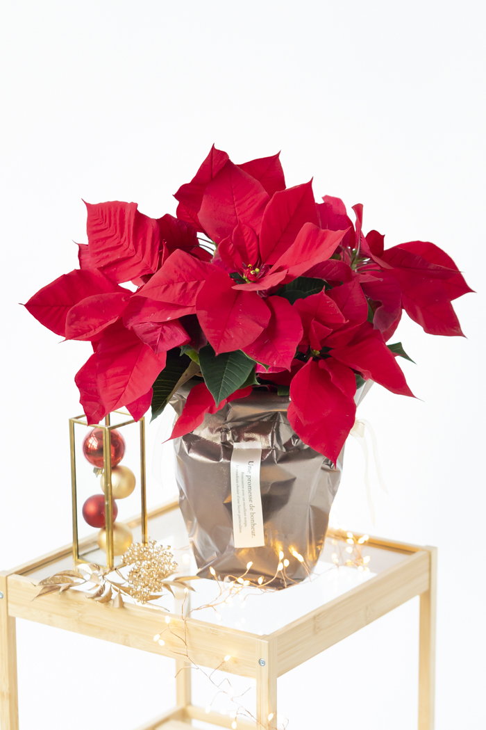 クリスマス限定商品 観葉植物 ポインセチア（5号鉢）の写真2枚目