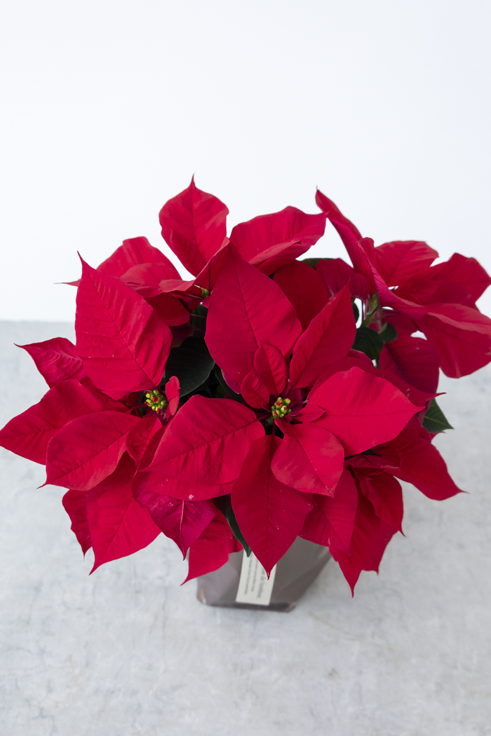 クリスマス限定商品 観葉植物 ポインセチア（5号鉢）の写真3枚目