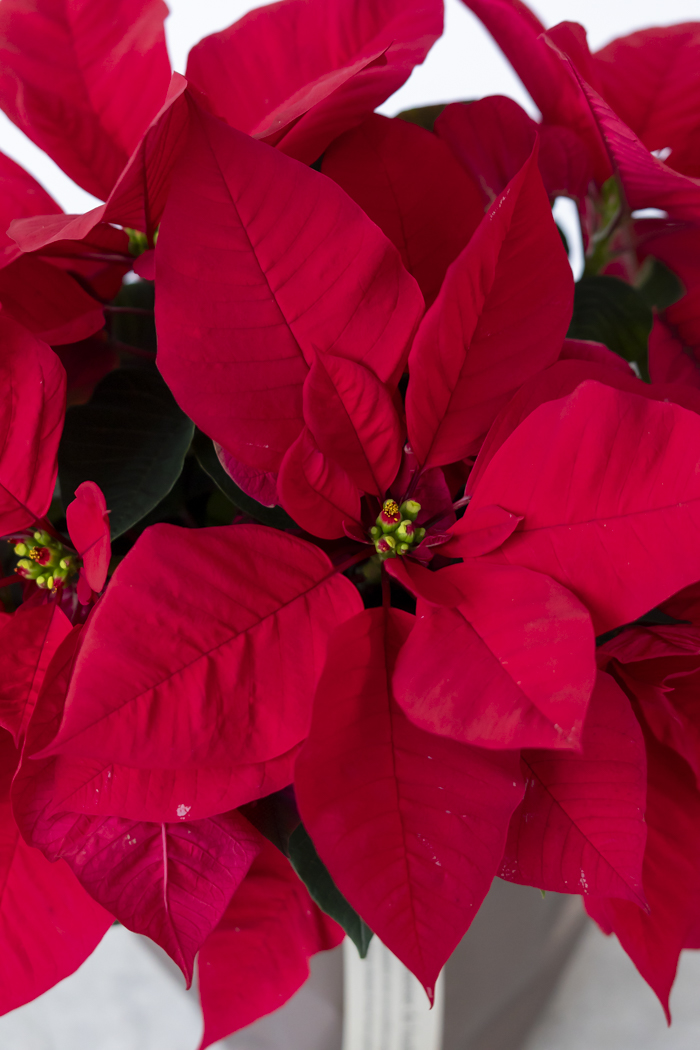 クリスマス限定商品 観葉植物 ポインセチア（5号鉢）の写真4枚目