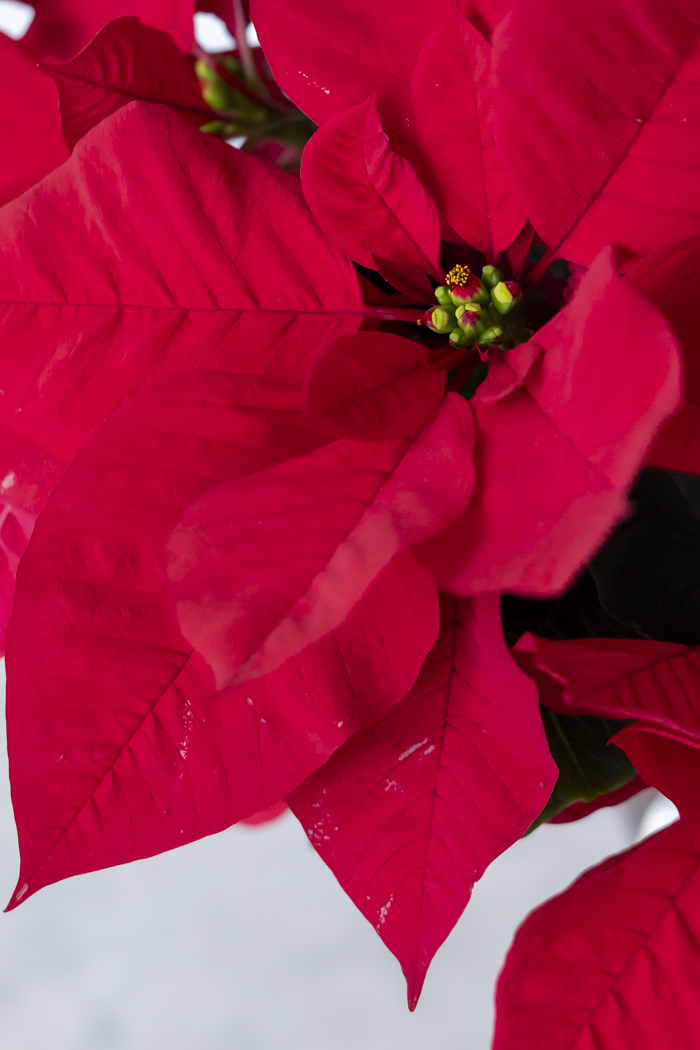 クリスマス限定商品 観葉植物 ポインセチア（5号鉢）の写真5枚目