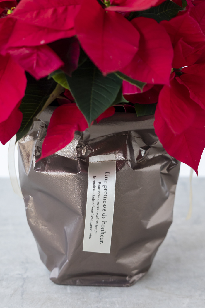 クリスマス限定商品 観葉植物 ポインセチア（5号鉢）の写真6枚目