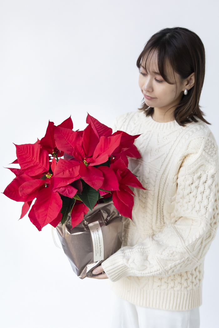 クリスマス限定商品 観葉植物 ポインセチア（5号鉢）の写真7枚目