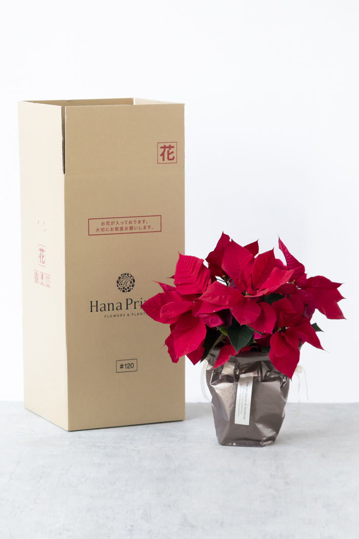 クリスマス限定商品 観葉植物 ポインセチア（5号鉢）の写真8枚目