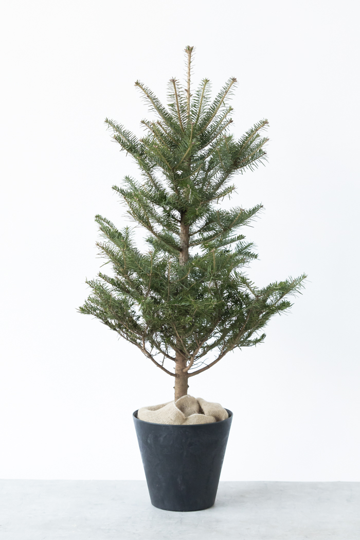クリスマス限定商品 観葉植物 モミの木（8号鉢）の写真1枚目