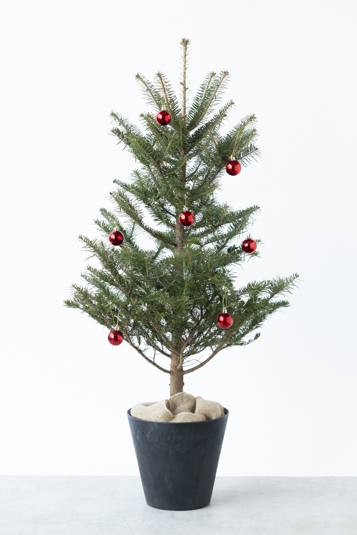 クリスマス限定商品 観葉植物 モミの木（8号鉢）の写真2枚目