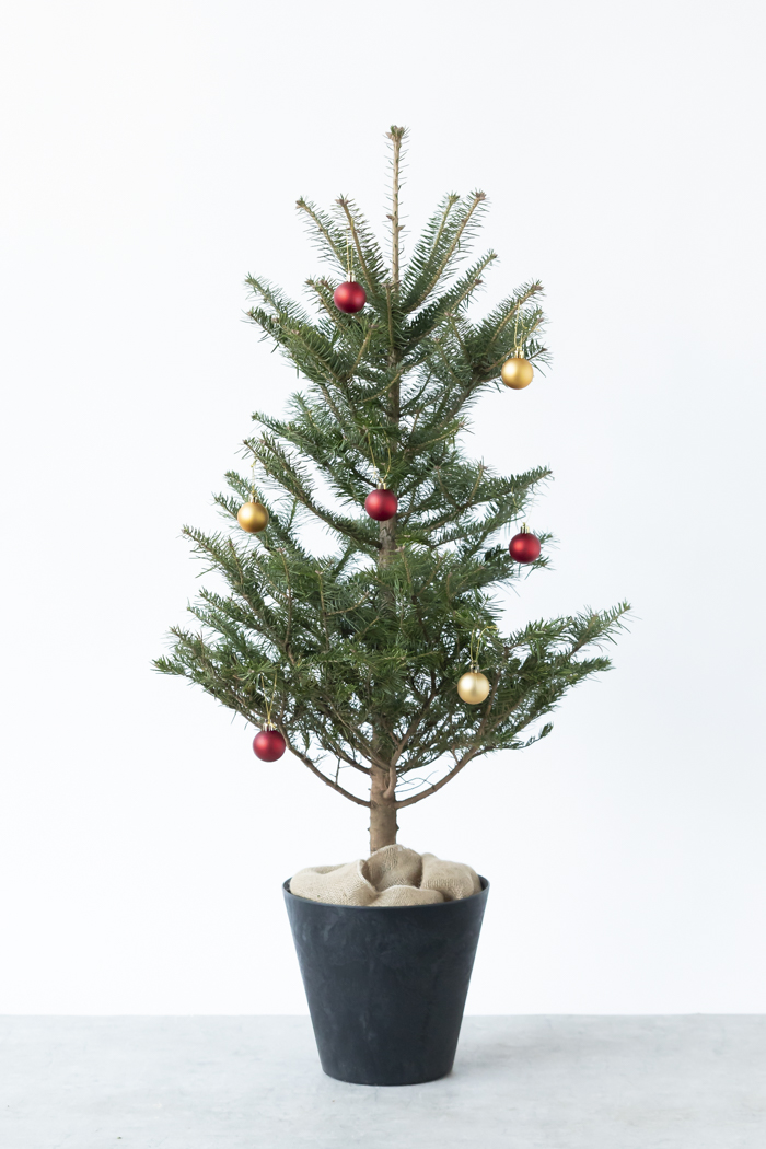 クリスマス限定商品 観葉植物 モミの木（8号鉢）の写真3枚目