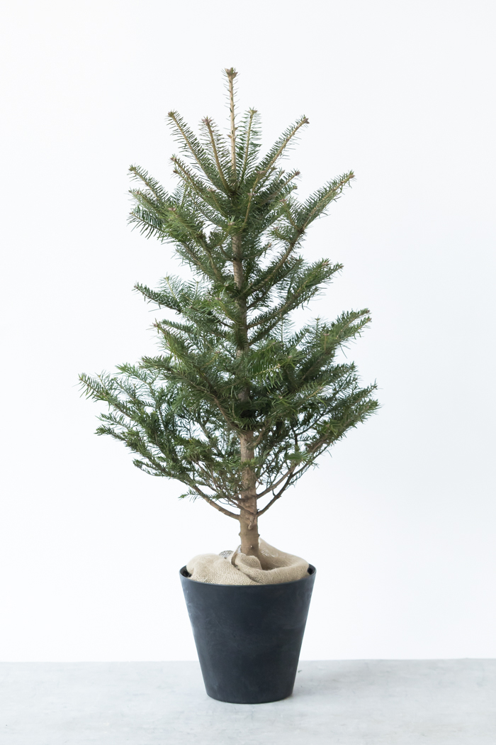 クリスマス限定商品 観葉植物 モミの木（8号鉢）の写真4枚目