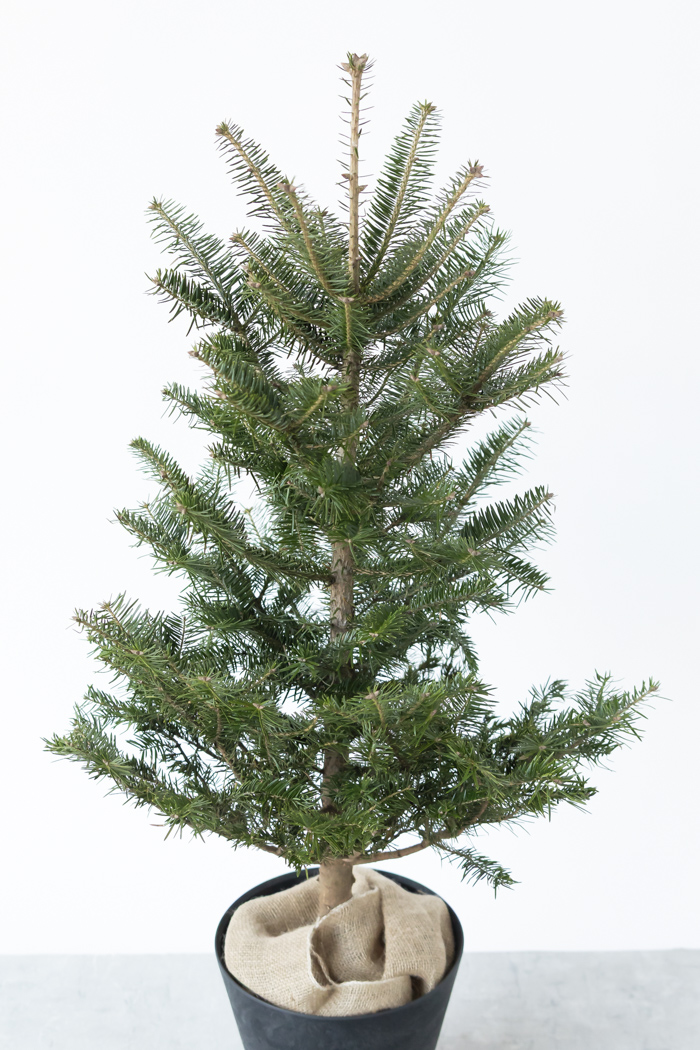 クリスマス限定商品 観葉植物 モミの木（8号鉢）の写真5枚目