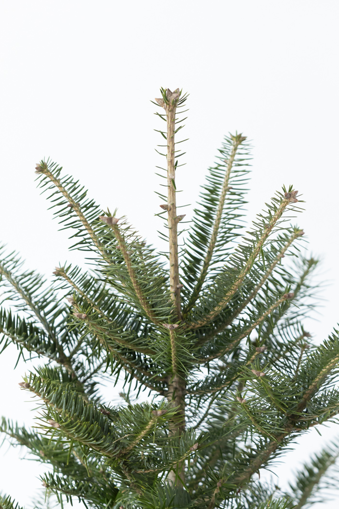 クリスマス限定商品 観葉植物 モミの木（8号鉢）の写真6枚目