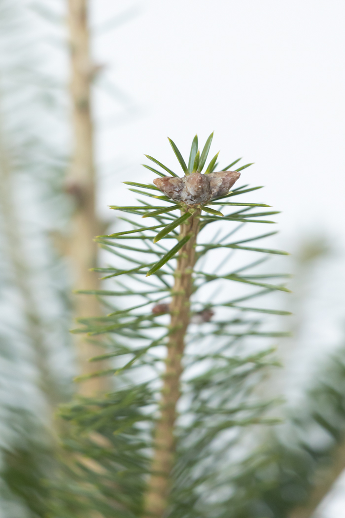 クリスマス限定商品 観葉植物 モミの木（8号鉢）の写真7枚目