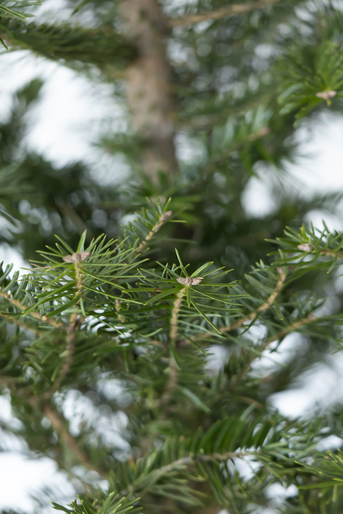 クリスマス限定商品 観葉植物 モミの木（8号鉢）の写真8枚目