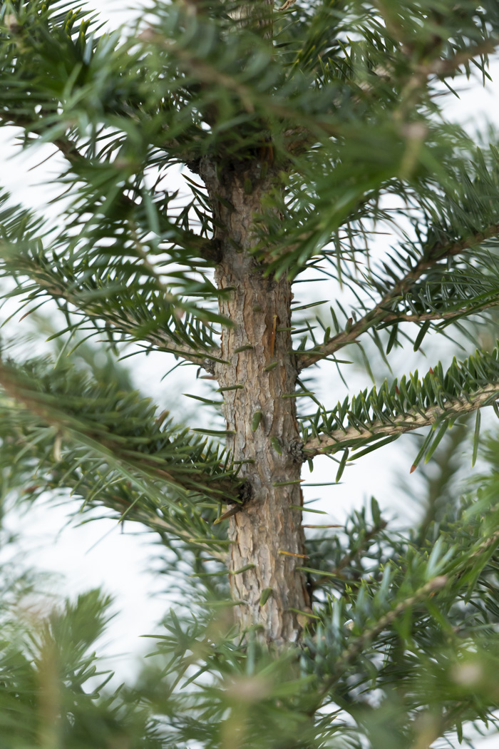 クリスマス限定商品 観葉植物 モミの木（8号鉢）の写真9枚目