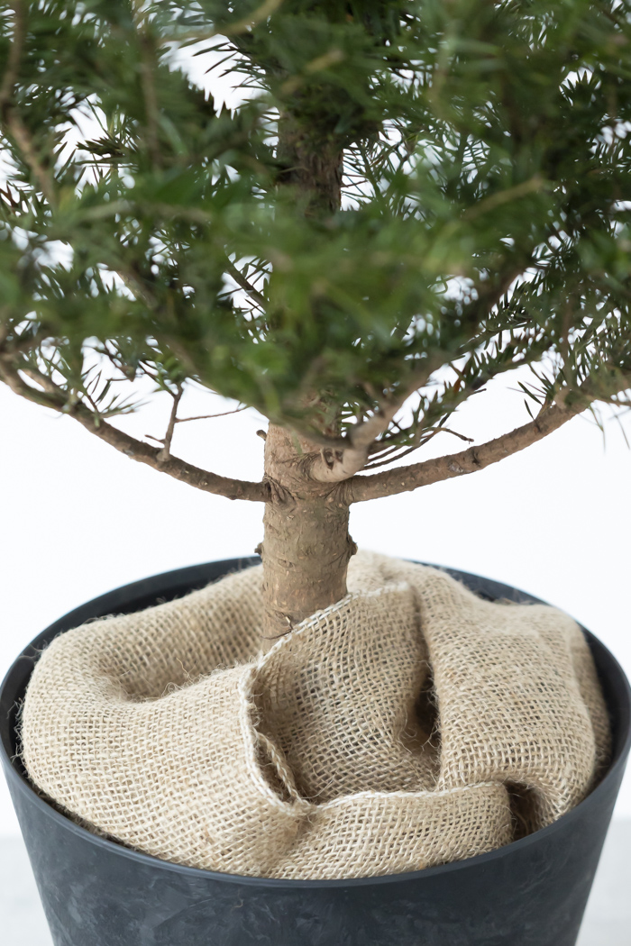 クリスマス限定商品 観葉植物 モミの木（8号鉢）の写真10枚目