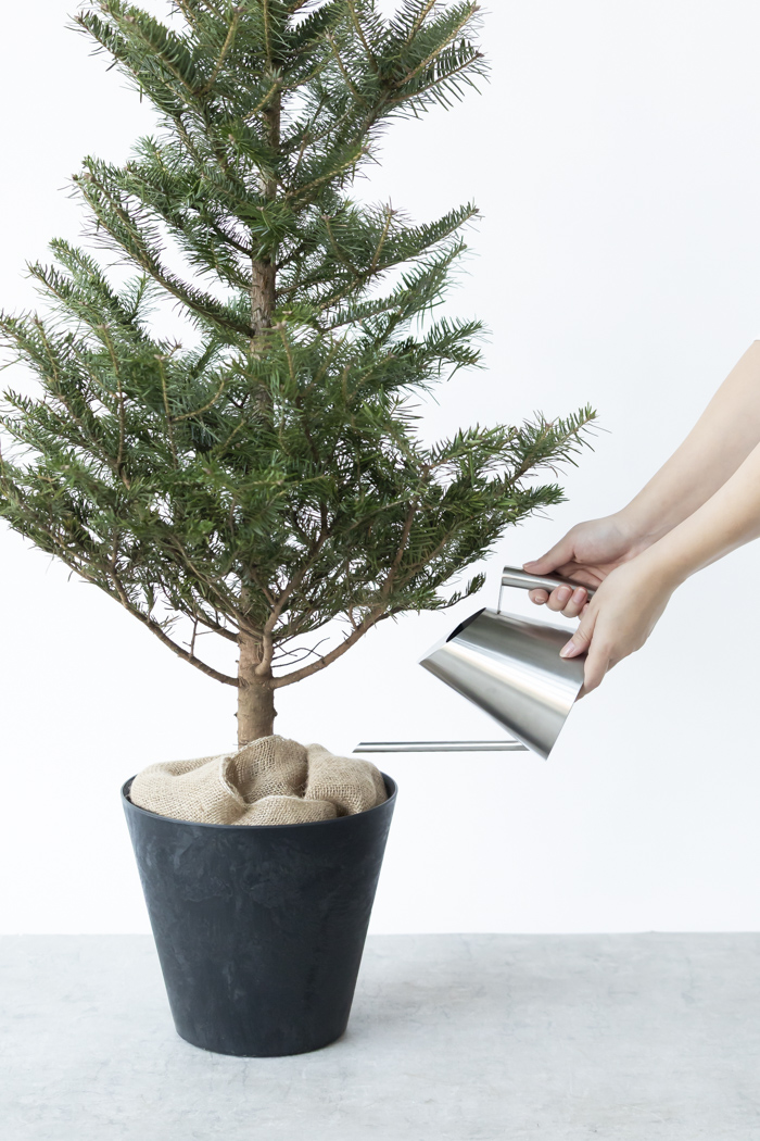 クリスマス限定商品 観葉植物 モミの木（8号鉢）の写真11枚目