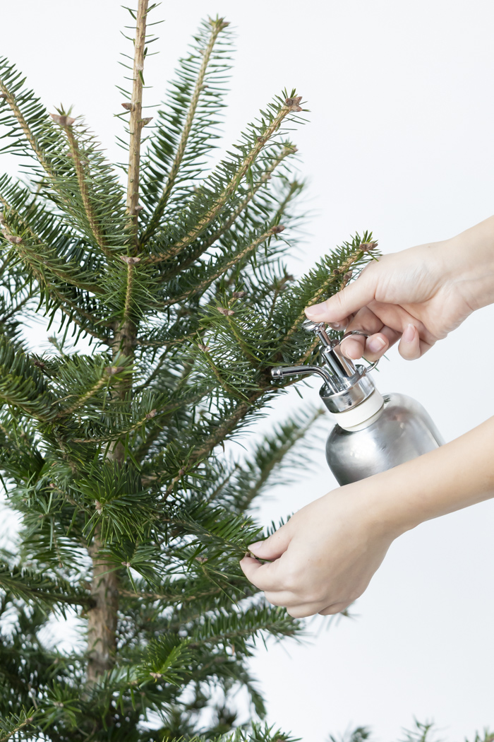 クリスマス限定商品 観葉植物 モミの木（8号鉢）の写真12枚目