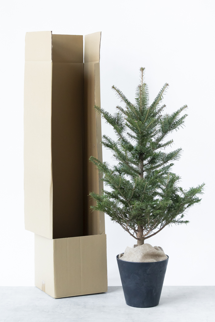 クリスマス限定商品 観葉植物 モミの木（8号鉢）の写真13枚目