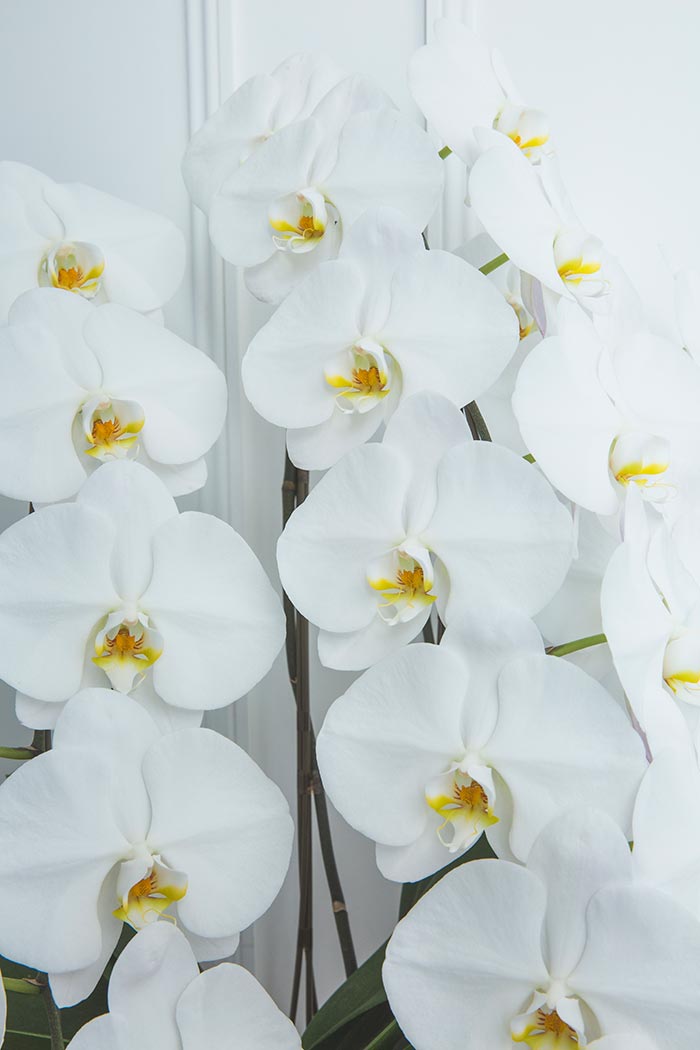 胡蝶蘭 大輪 60輪～70輪 5本立ち 白