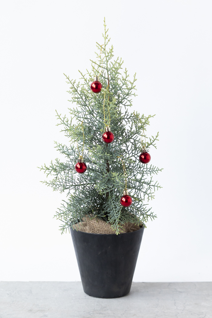 クリスマス限定商品 観葉植物 アリゾナイトスギ サルフレア（4号鉢）