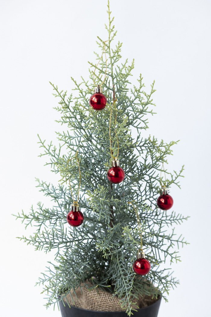 クリスマス限定商品 観葉植物 アリゾナイトスギ サルフレア（4号鉢）の写真2枚目