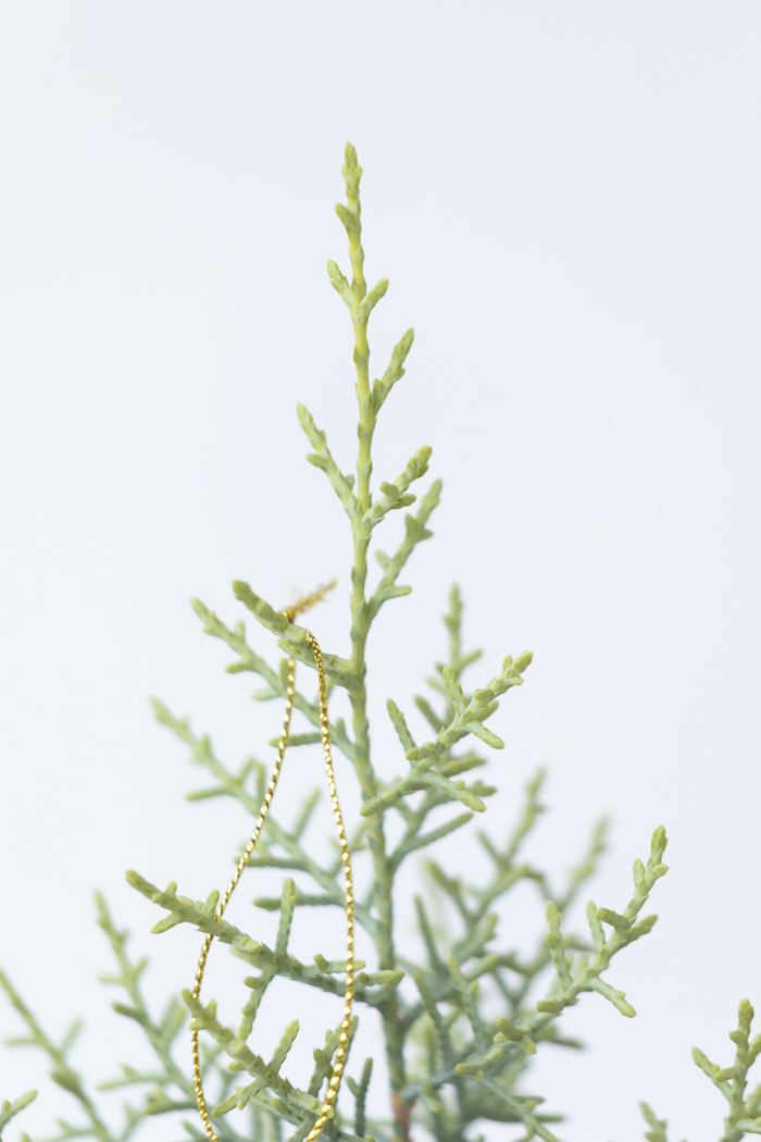 クリスマス限定商品 観葉植物 アリゾナイトスギ サルフレア（4号鉢）の写真3枚目