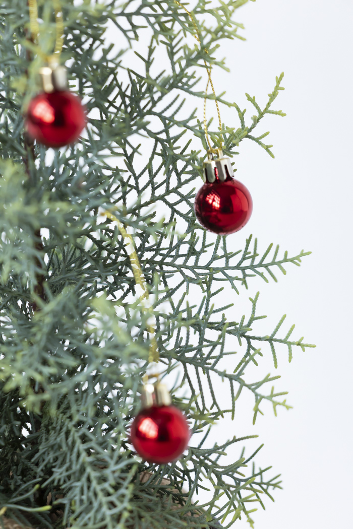 クリスマス限定商品 観葉植物 アリゾナイトスギ サルフレア（4号鉢）の写真4枚目