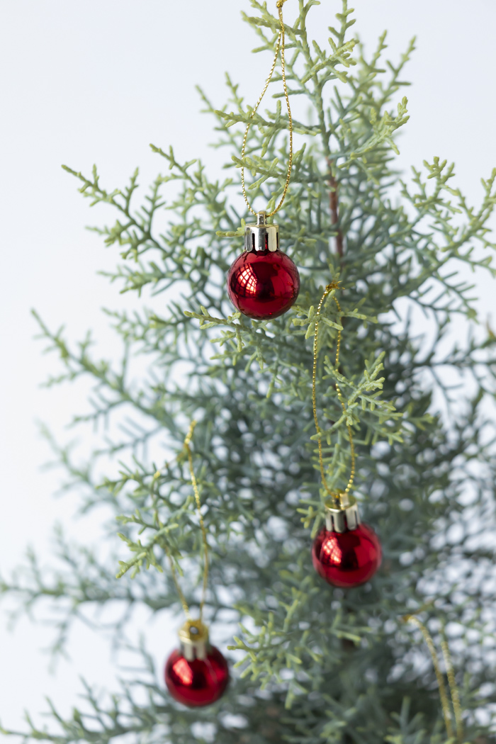 クリスマス限定商品 観葉植物 アリゾナイトスギ サルフレア（4号鉢）の写真5枚目