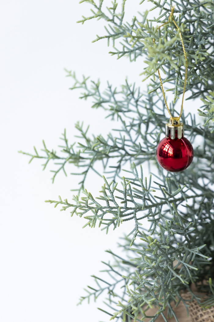 クリスマス限定商品 観葉植物 アリゾナイトスギ サルフレア（4号鉢）の写真6枚目