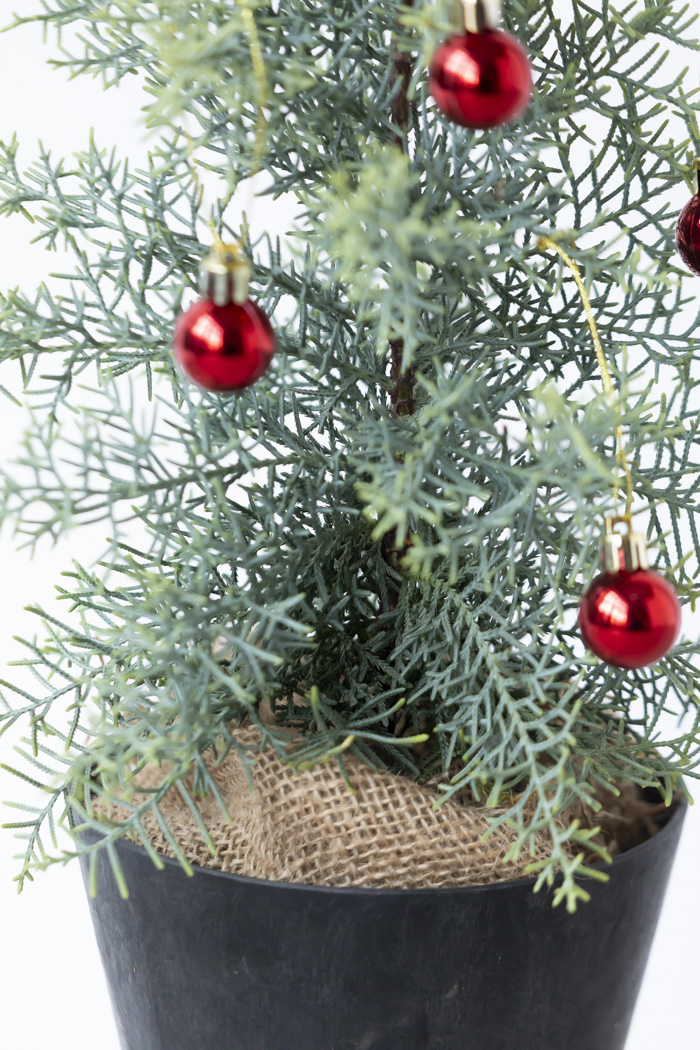 クリスマス限定商品 観葉植物 アリゾナイトスギ サルフレア（4号鉢）の写真7枚目