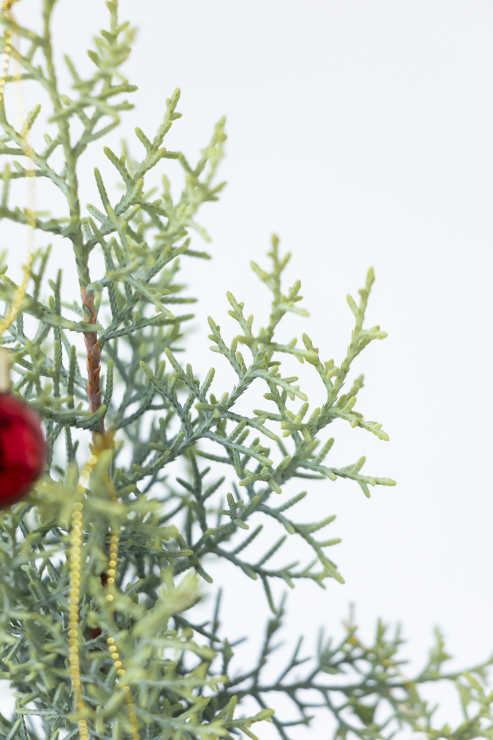 クリスマス限定商品 観葉植物 アリゾナイトスギ サルフレア（4号鉢）の写真8枚目