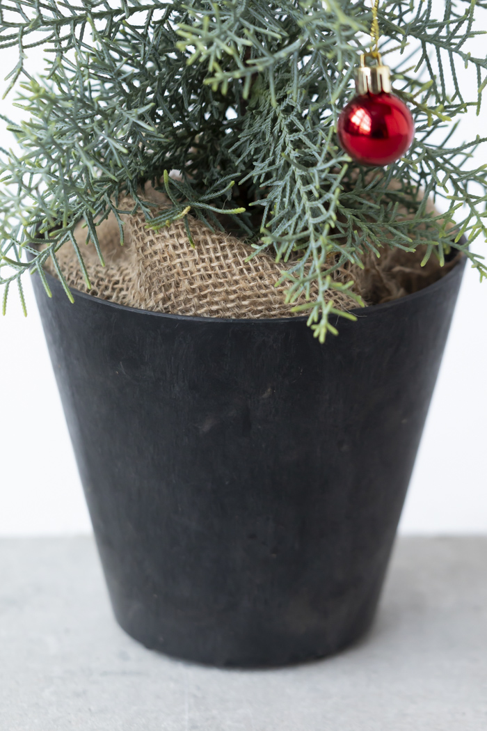 クリスマス限定商品 観葉植物 アリゾナイトスギ サルフレア（4号鉢）の写真9枚目