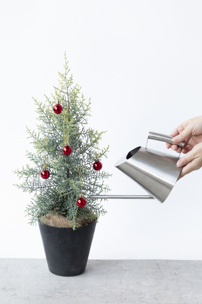 クリスマス限定商品 観葉植物 アリゾナイトスギ サルフレア（4号鉢）の写真10枚目