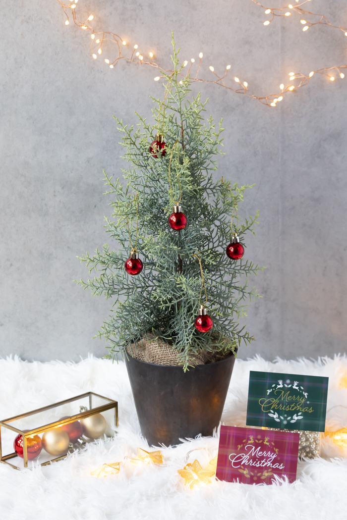 クリスマス限定商品 観葉植物 アリゾナイトスギ サルフレア（4号鉢）の写真12枚目