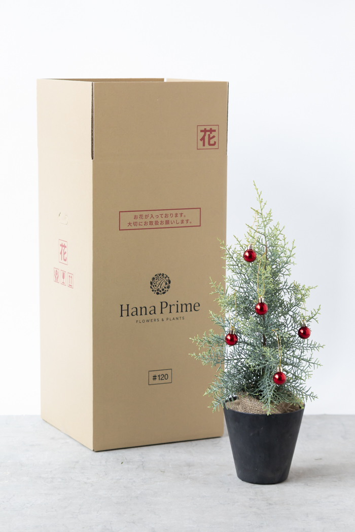 クリスマス限定商品 観葉植物 アリゾナイトスギ サルフレア（4号鉢）の写真13枚目