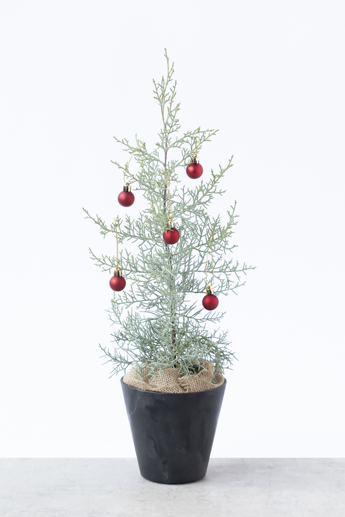 クリスマス限定商品 観葉植物 アリゾナイトスギ ブルーアイス