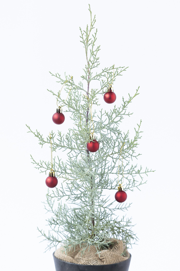 クリスマス限定商品 観葉植物 アリゾナイトスギ ブルーアイス（4号鉢）の写真2枚目